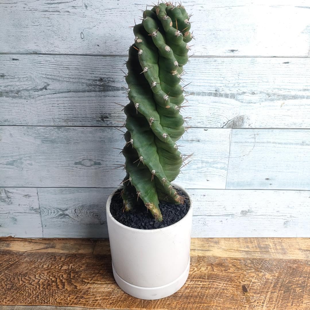 Amazon.co.jp: 【陶器鉢付き】 セレウス ペルビアナス