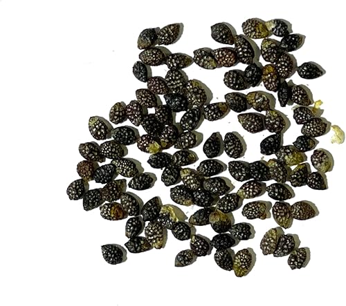 Miniatura 4 de Seed Needs, Royal Blue Semillas de flor de la pasión  100 semillas tradicionales para plantar passiflora caerulea  vid tropical polinizada abierta