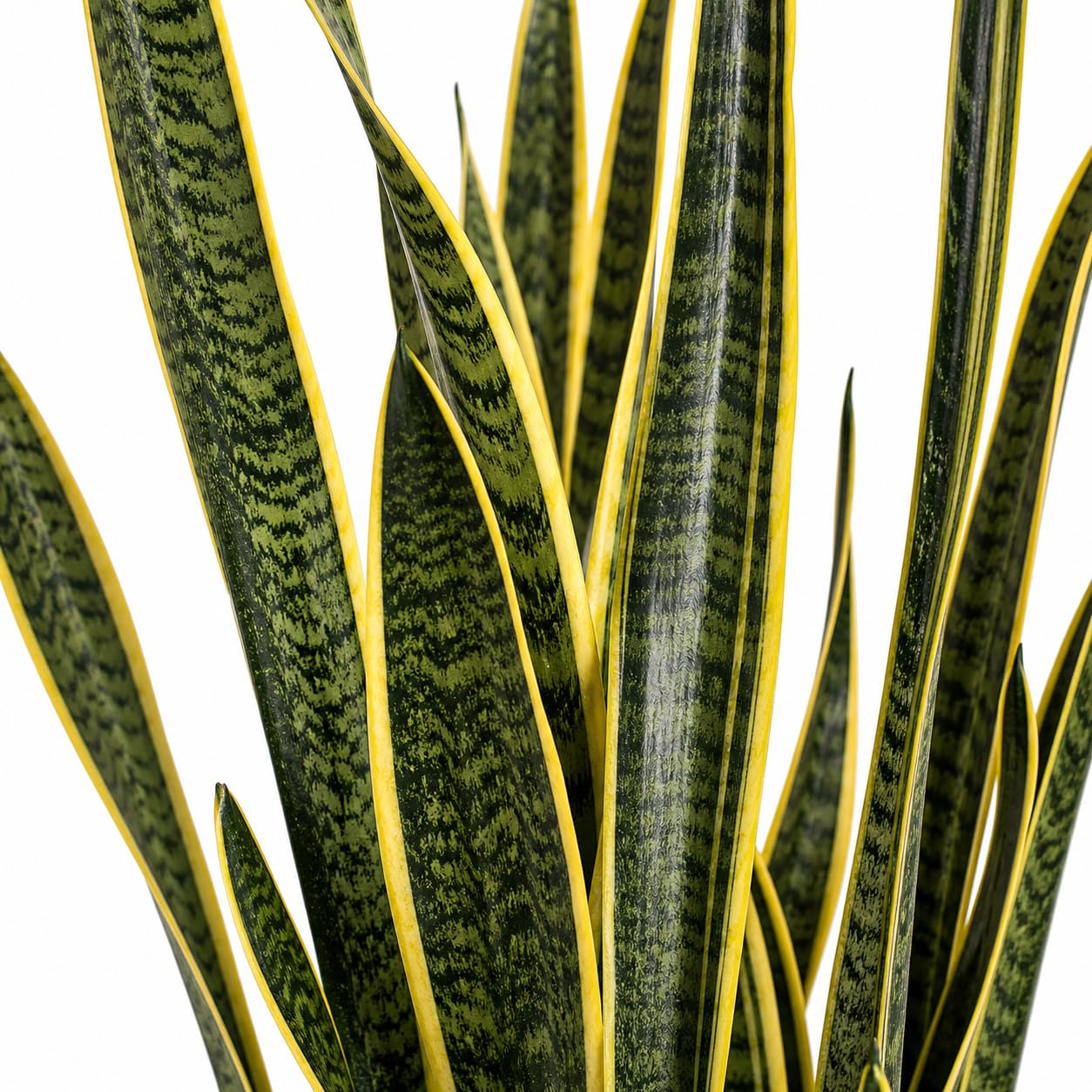 Sansevieria Laurentii Extra Altezza 120 cm - Pianta VERA Unica nel Suo Genere con vaso da 24 cm di diametro - Foglie con Bordi Dorati - Decorazione d'Interni d'Impatto.