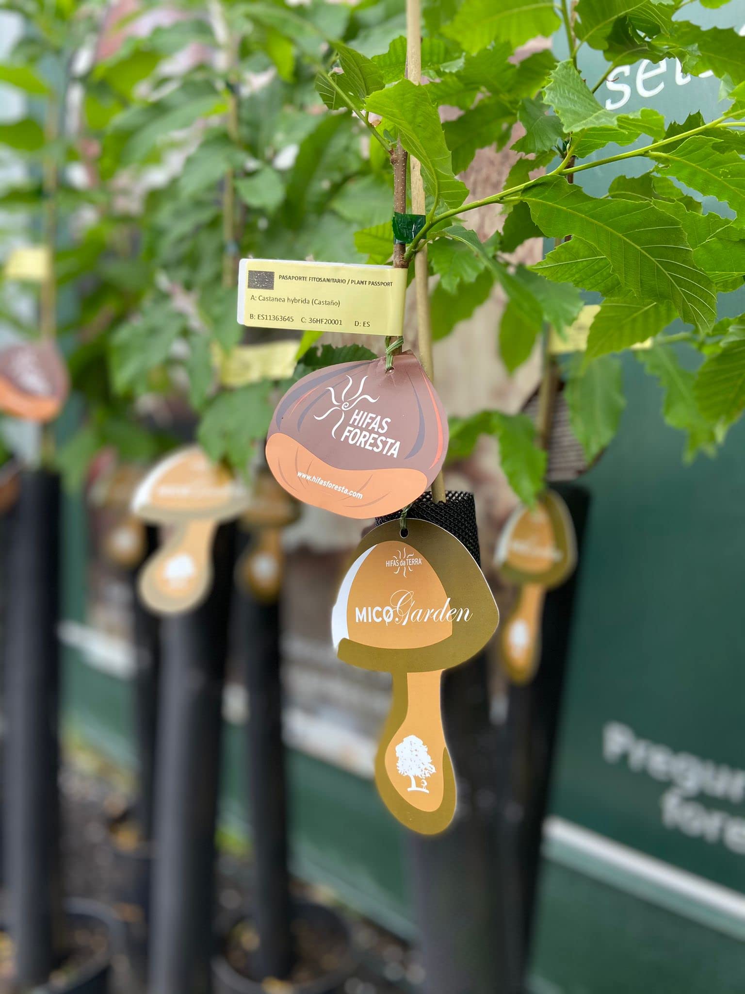 HIFAS- Árbol Frutal castaño. Pack de 4 árboles. Produce castañas grandes y setas (Boletus edulis). Altura 1-1,20m. Macetas de 3,5 litros. Variedad Bouche de betizac, injertado sobre castaño híbrido.