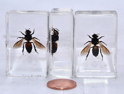 Miniatura 7 de Abeja de abeja real de abeja de abeja de 1.732 in en resina de lucita, espécimen preservado de insectos, taxidermia, colección de manualidades para