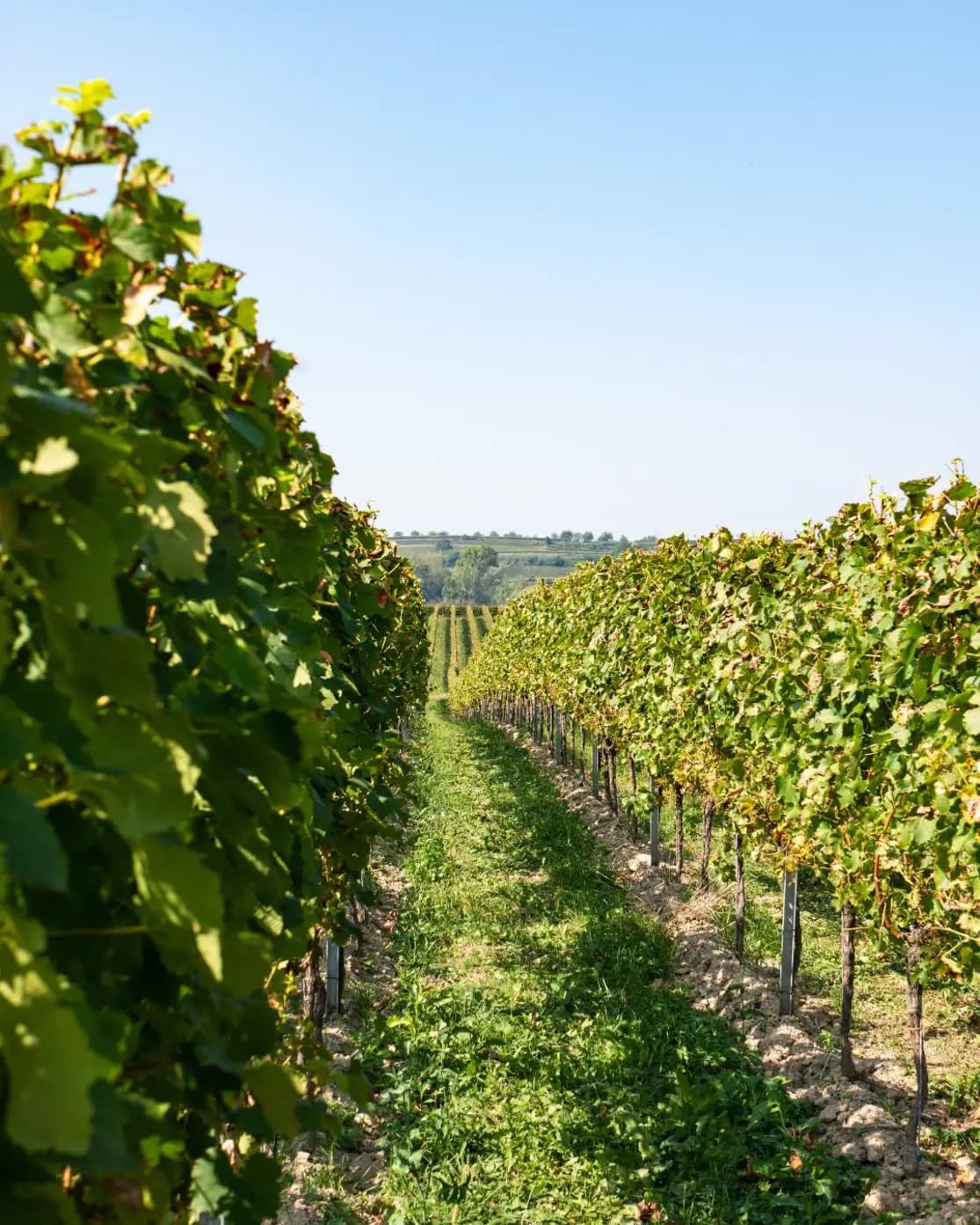 Grand Sud - Merlot, Runder, fruchtiger Rotwein aus Südfrankreich (6 x 0,25 L)