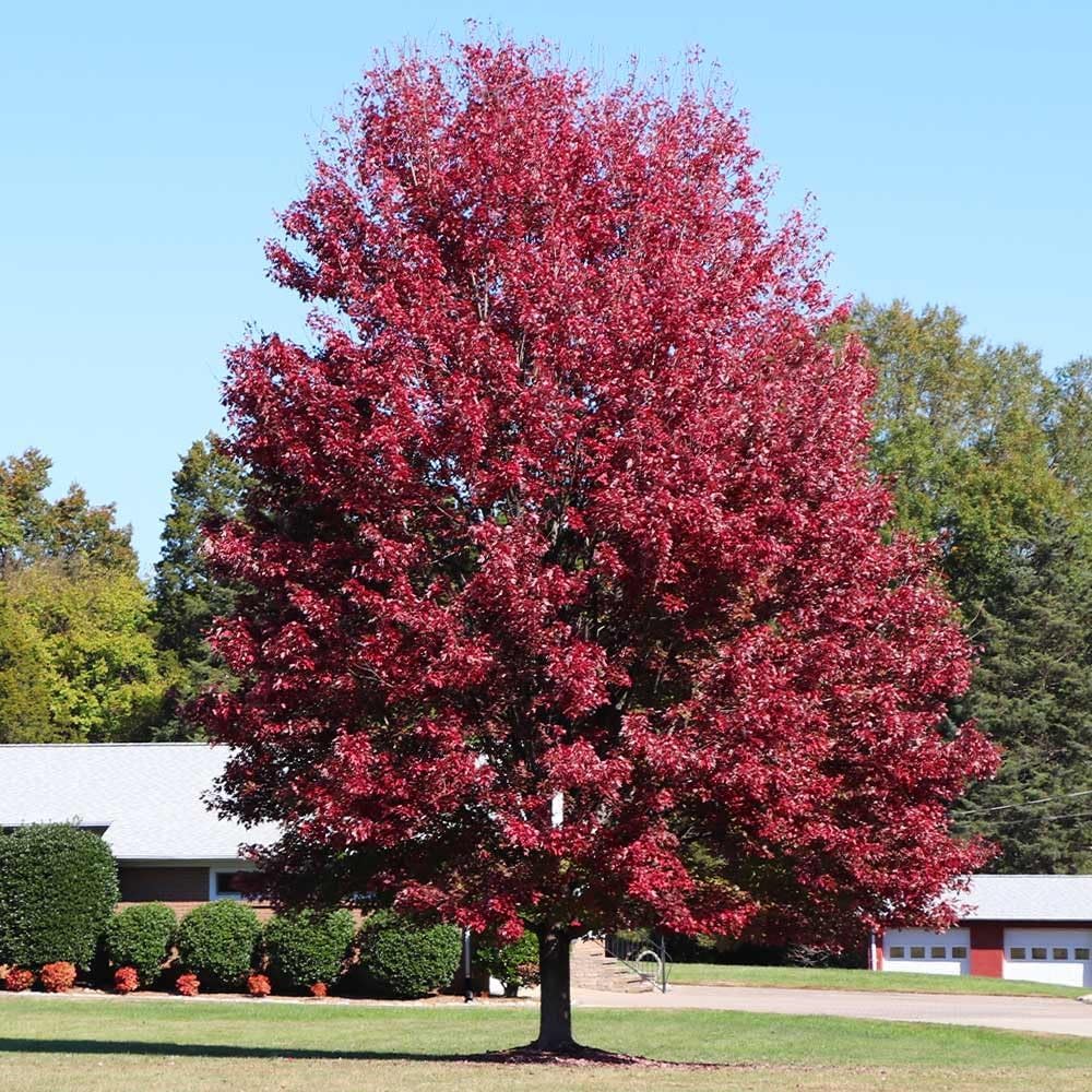 Brighter Blooms - Autumn Blaze Red Maple Tree, 3-4 ft. - No Shipping to AZ