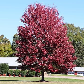 Brighter Blooms - Autumn Blaze Red Maple Tree, 3-4 ft. - No Shipping to AZ