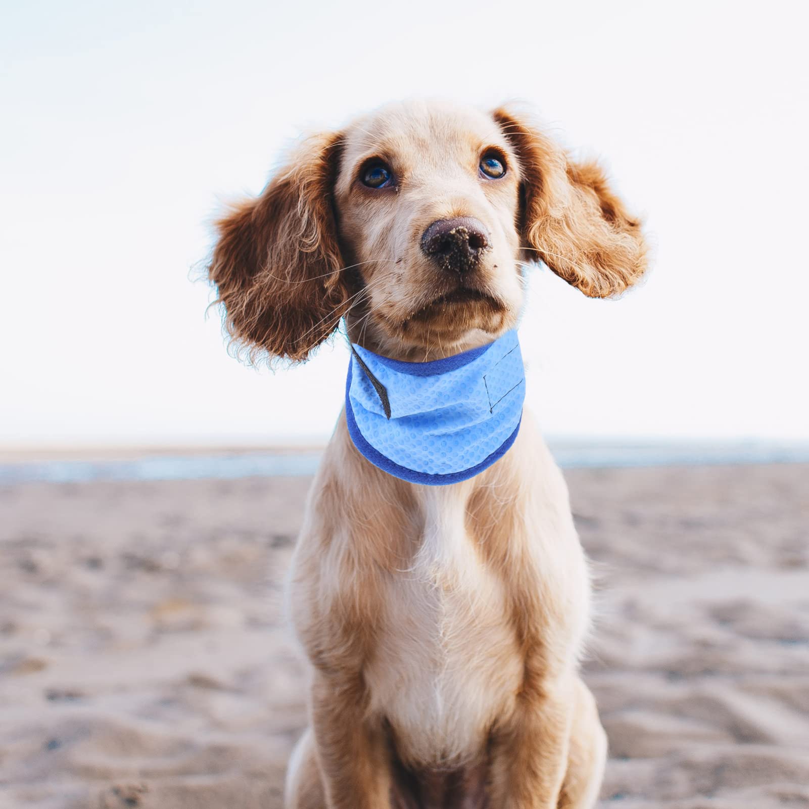 Beavorty 4stücke Pet Kühlbandana Für Hunde Atmungsaktives Kühlhalsband Leichtes Und Hautfreundliches Zubehör Für Und Im Sommer Mit Punkten