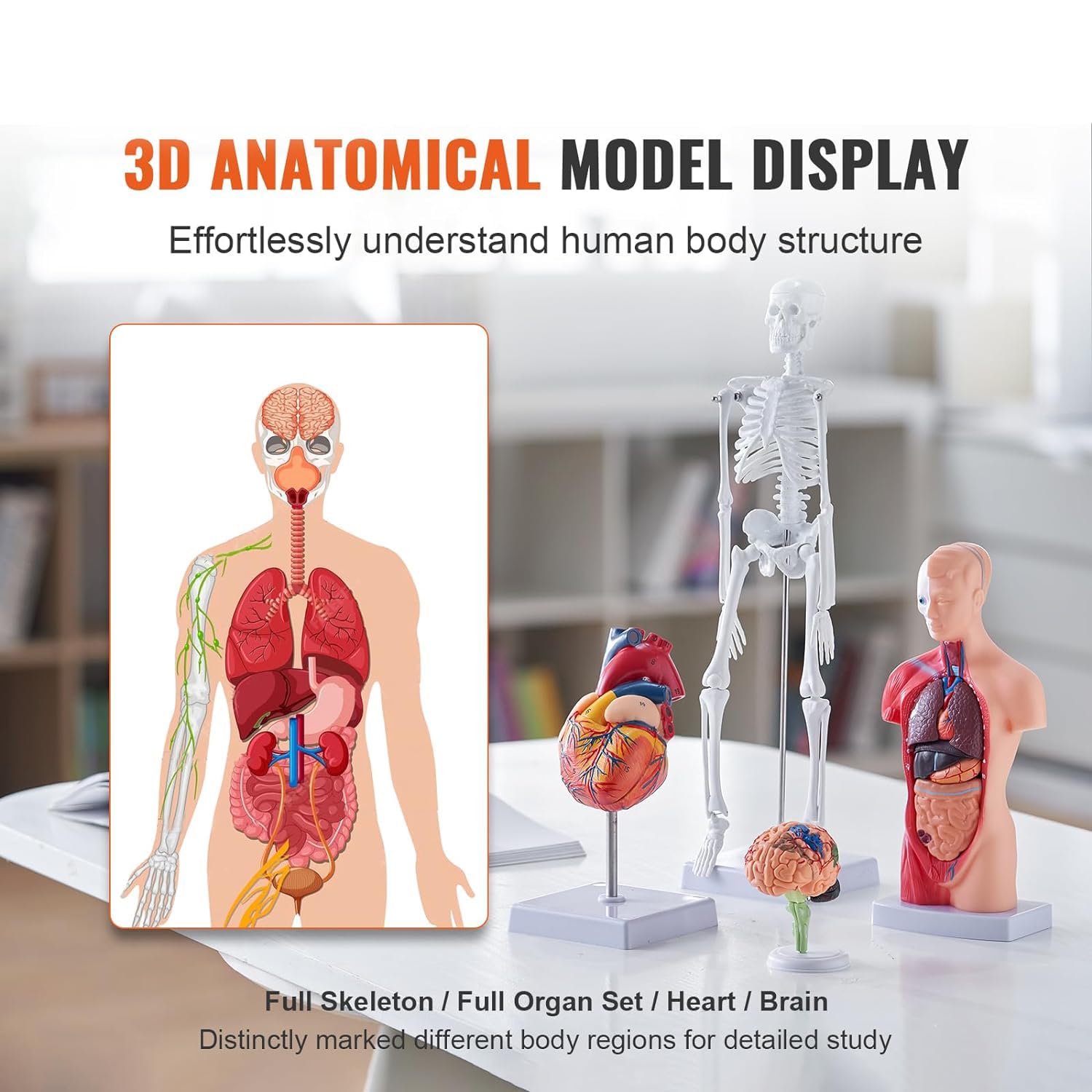 4-częściowe modele anatomii człowieka 28 cm tułów + 45 cm szkielet + model mózgu + model serca, zdejmowany pełny zestaw narządów