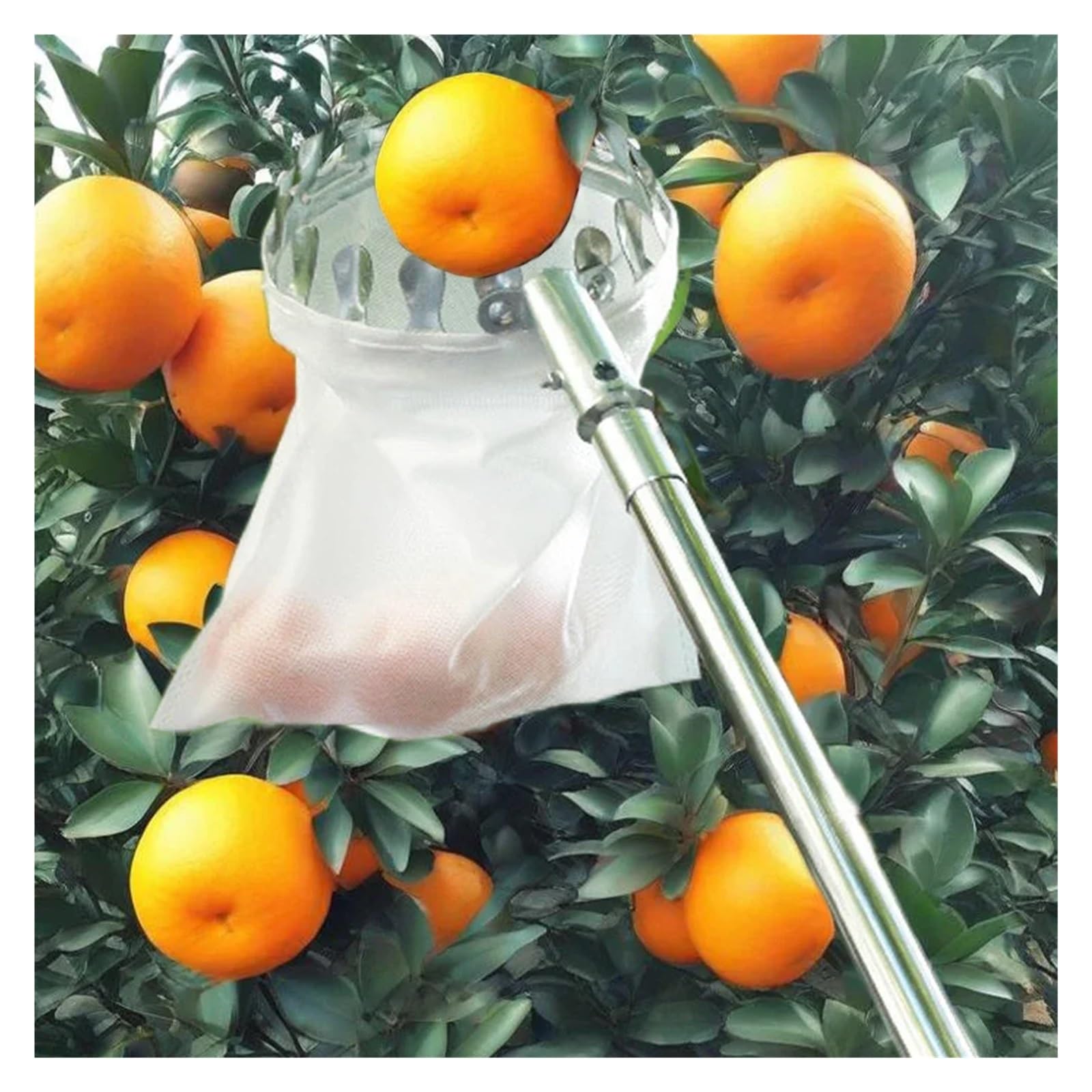 Raccoglitore di Frutta Giardino del frutteto con raccoglitrice di Frutta in Acciaio Inossidabile da 1,6-4 m | Strumento for la raccolta degli alberi alti, raccolta di raccoglitori di frutta(4M)