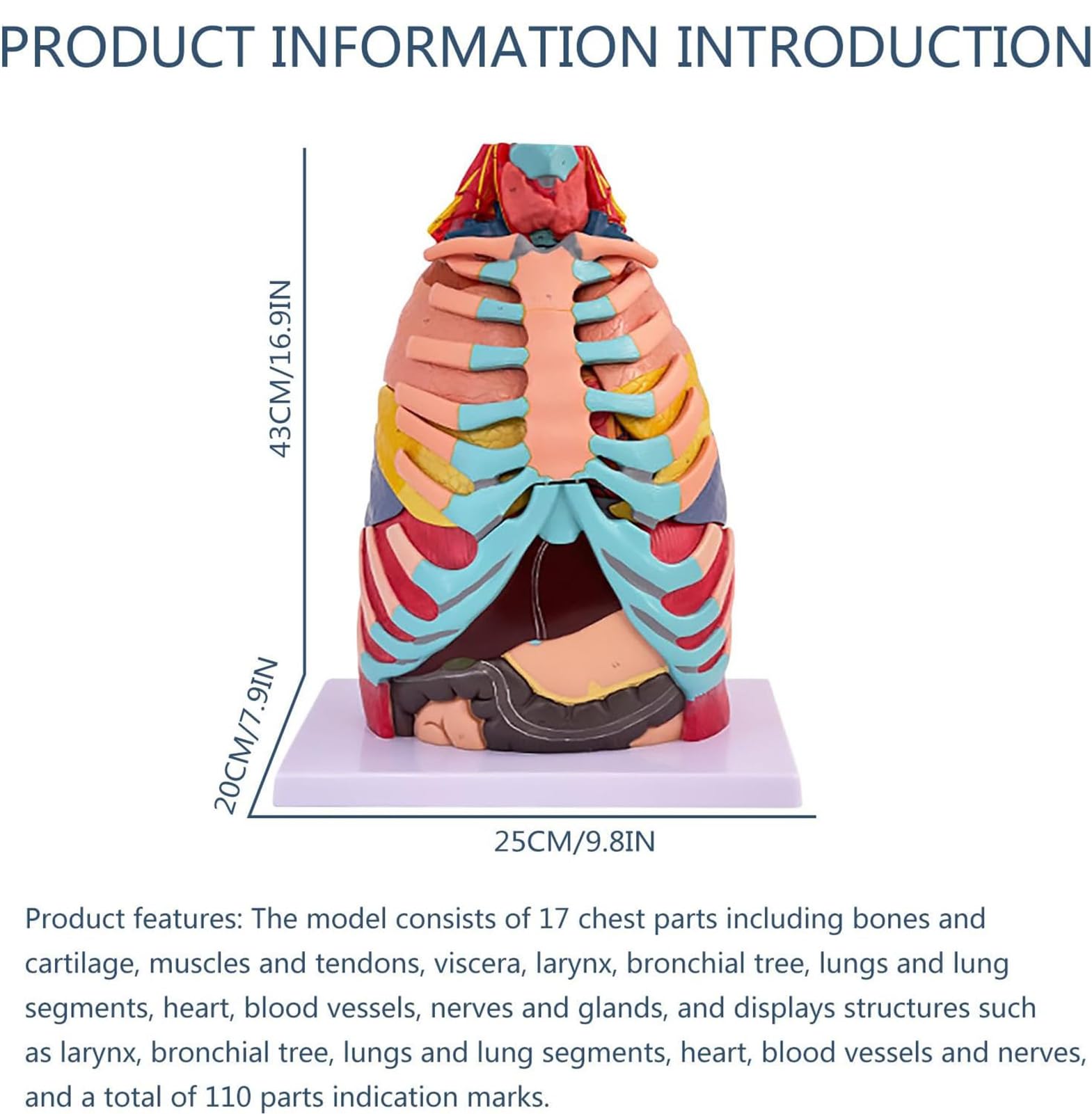 Model wewnętrznych narządów ludzkich - model anatomiczny w rzeczywistej wielkości klatki piersiowej, z odczepianym sercem, wątrobą i płucami, materiał PVC - do nauki lub nauczania