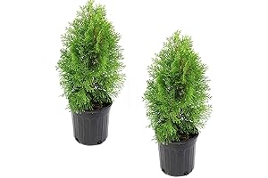 National Plant Network Arborvitae 'Emerald Green' - 2 Piece