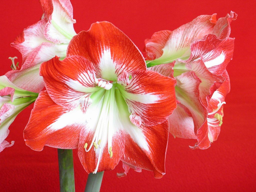 Amaryllis Minerva Huge Bulb 28-36cm! Great Holiday Gift! Easy Grow Bulbs!