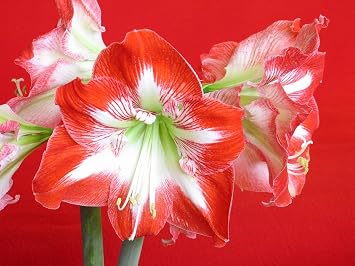 2 Amaryllis Minerva Huge Bulb 28-36cm! Great Holiday Gift! Easy Grow Bulbs!