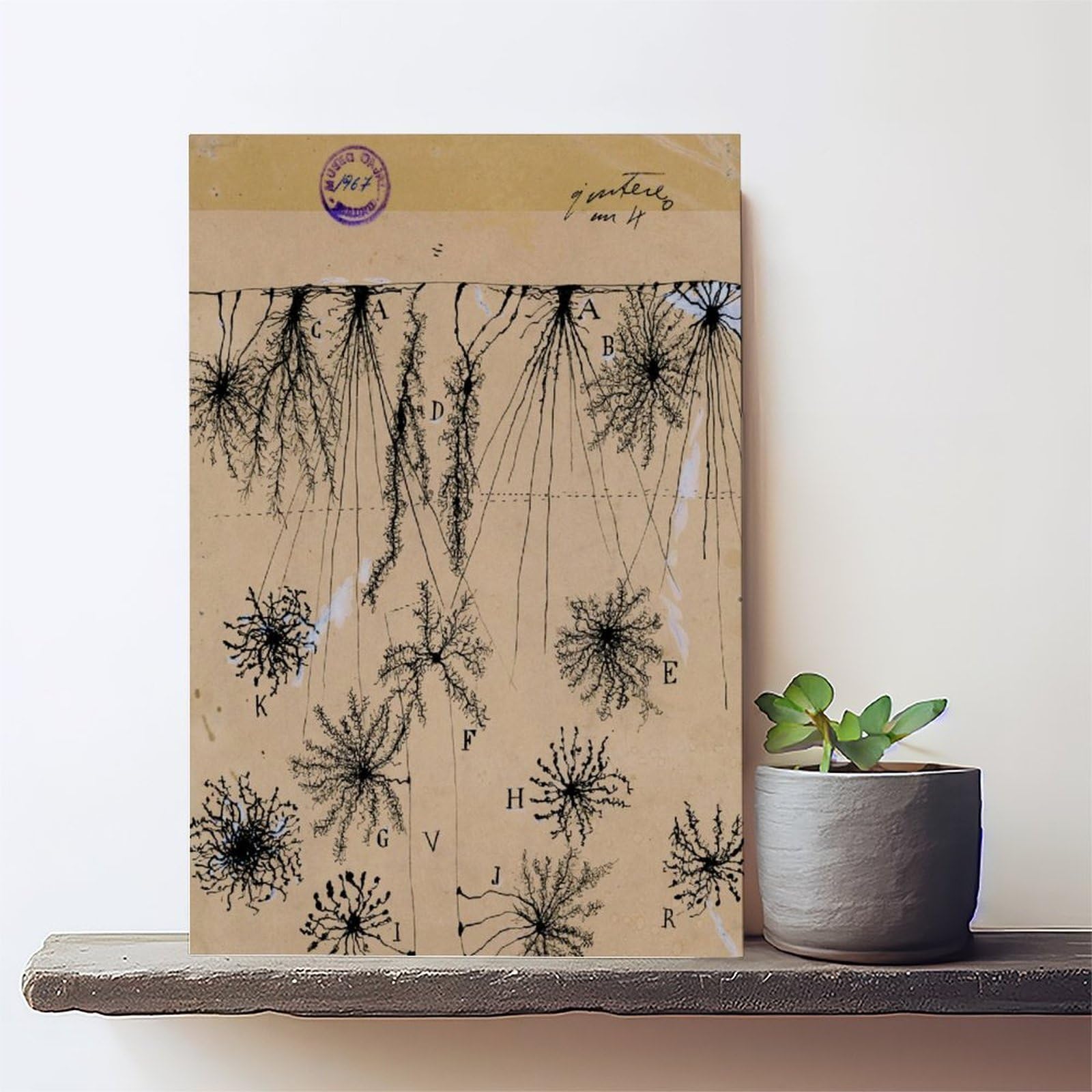 Cuadro de neuronas Cajal – Póster de anatomía cerebral antigua de células gliales para dormitorio, lienzo para decoración de pared, oficina, habitación, decoración estética, marco de regalo, 12 x 18
