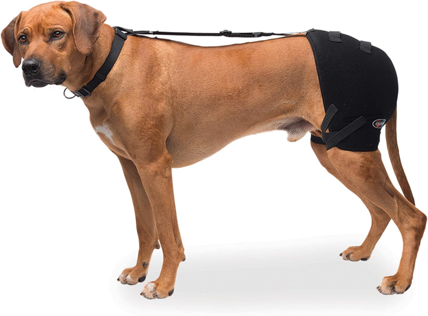 Caldera International Pet Therapy Hip Wrap with Gel, Large, Black (PET303)