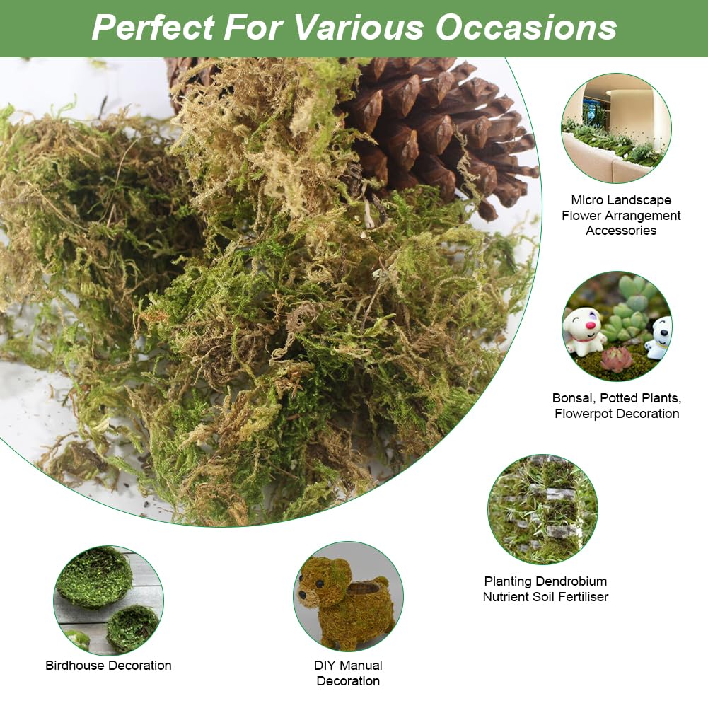 Sphaigne,Sphaigne pour Plante,Mousse De Sphaigne pour Plantes,Sphagnum Moss,Sphaigne pour Plante Intérieur,pour Plantes Carnivores Ou Orchidées