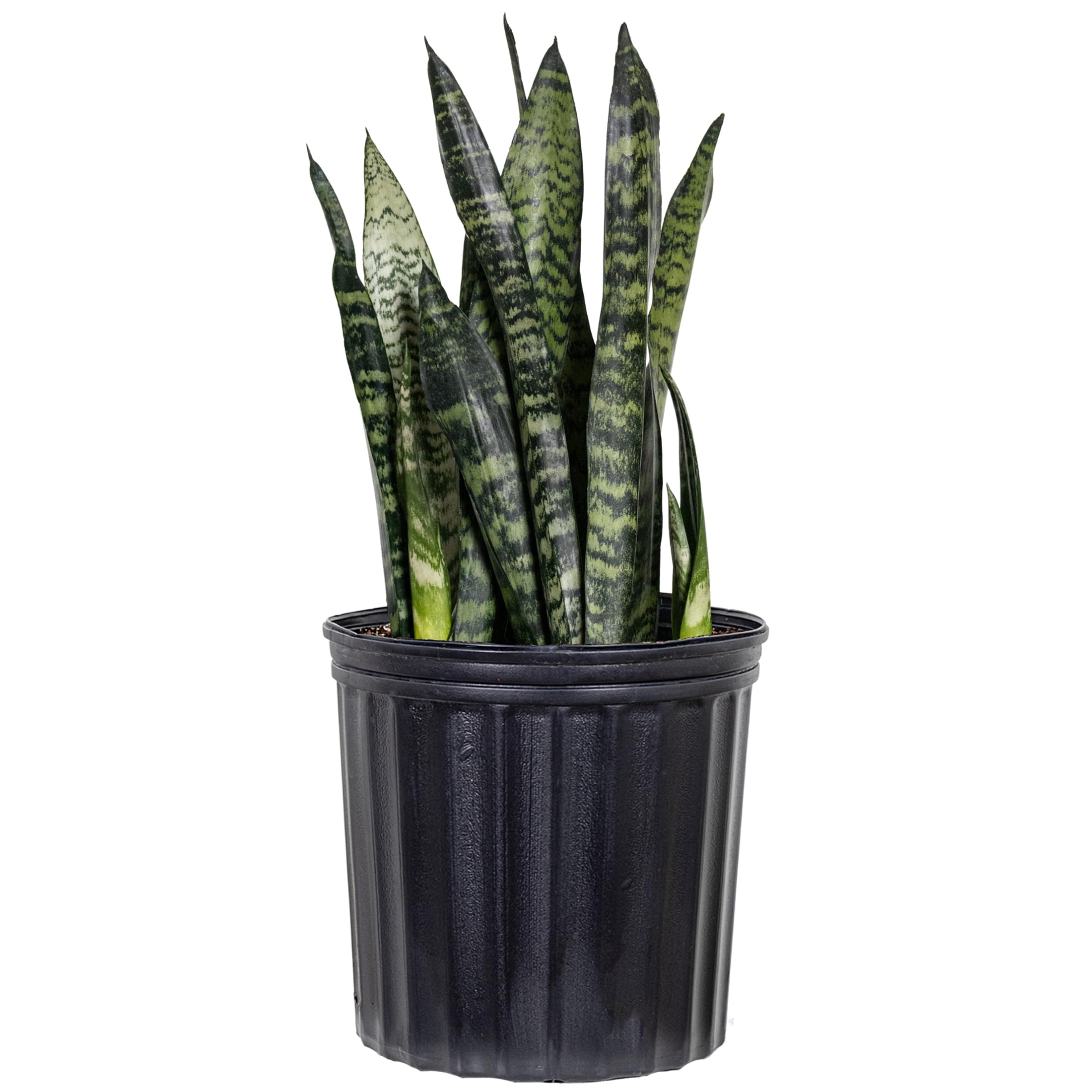 Amazon.com : Live Snake Plant Sansevieria Zeylanica in 10 inch