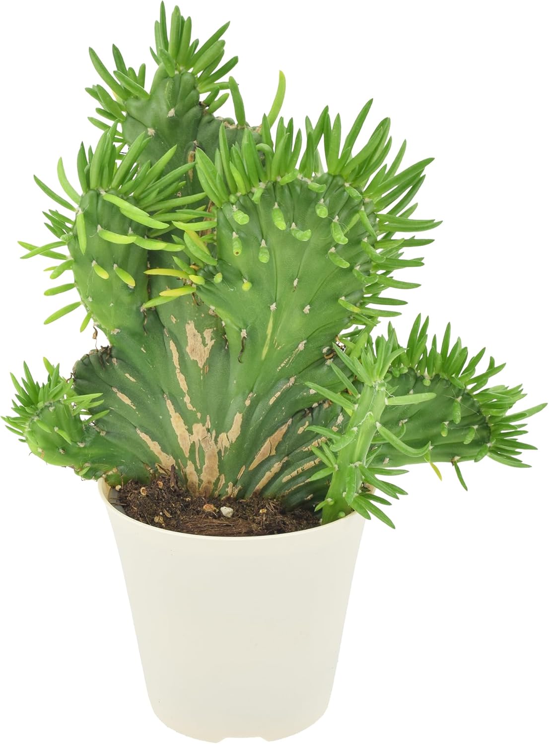 Arcadia Garden Products Live Opuntia subulata ‘Cristata’ Rare Indoor Houseplant in Plastic Pot, Tropical Plant Collector Gift for Home and Garden Decor, 4-inch, Beige