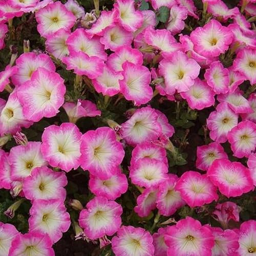 Miniatura 4 de Semillas de petunia mixtas para plantar, más de 500 semillas de flores de petunia, cestas colgantes de jardín, semillas anuales de plantas de petunia