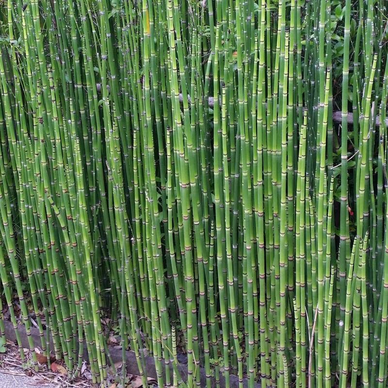 Amazon | トクサ オオトクサ 大木賊 苗 3.5号ポット 全高80cm ジャンボ Amazon | トクサ オオトクサ 大木賊 苗 3.5号ポット 全高80cm ジャンボ