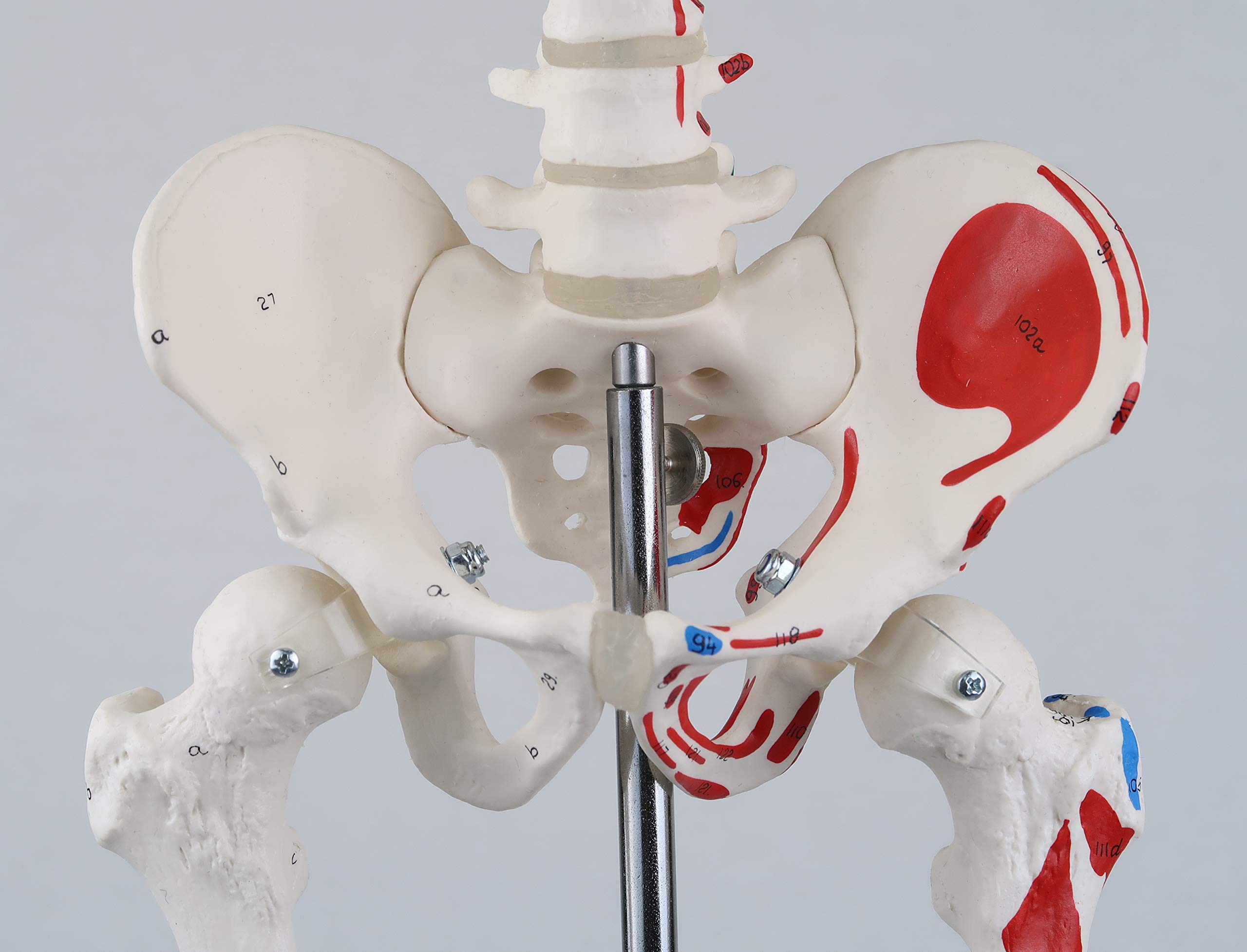 3B Scientific A18/5 Mini-Squelette "Shorty" avec Muscles Peints, sur Socle + Application anatomie gratuite - 3B Smart Anatomy