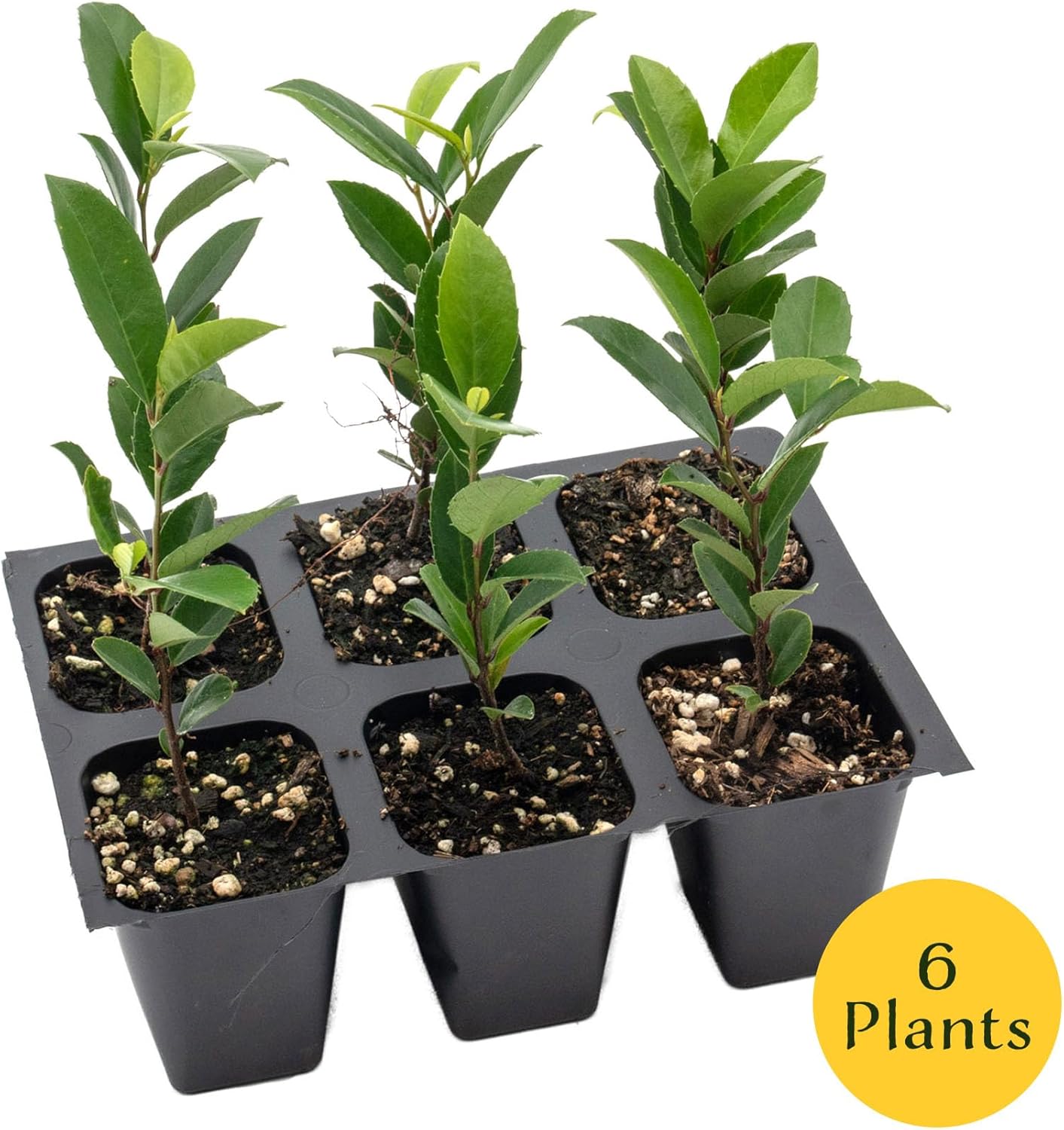 6 Carolina Cherry Laurel in 2.5” Nursery Cubes (Prunus caroliniana) | Evergreen Screening Shrub or Small Tree for Hedges, Borders & Wildlife | Ready-to-Plant Live Starter Plants