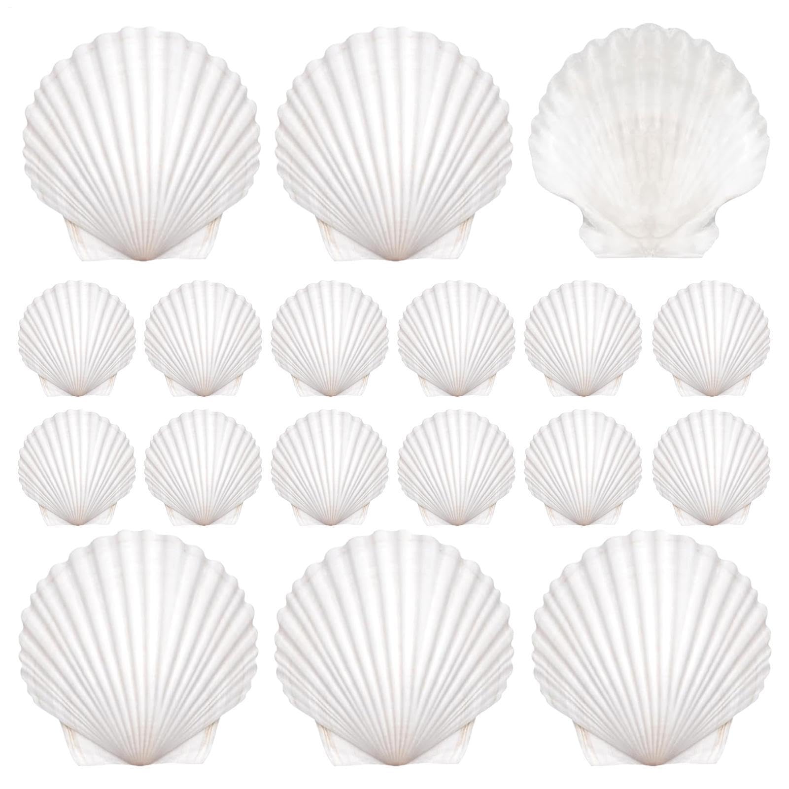 20 coquillages pour loisirs créatifs et décoration de table festive