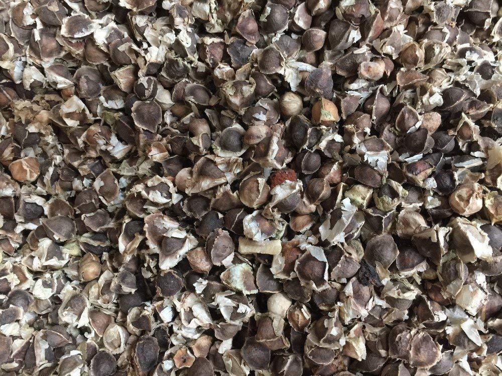 Golden Hills Farm™ Moringa Senjana Ki Phali Drumsticks 50 seeds (B07PFFGY1J) Amazon Price History, Amazon Price Tracker