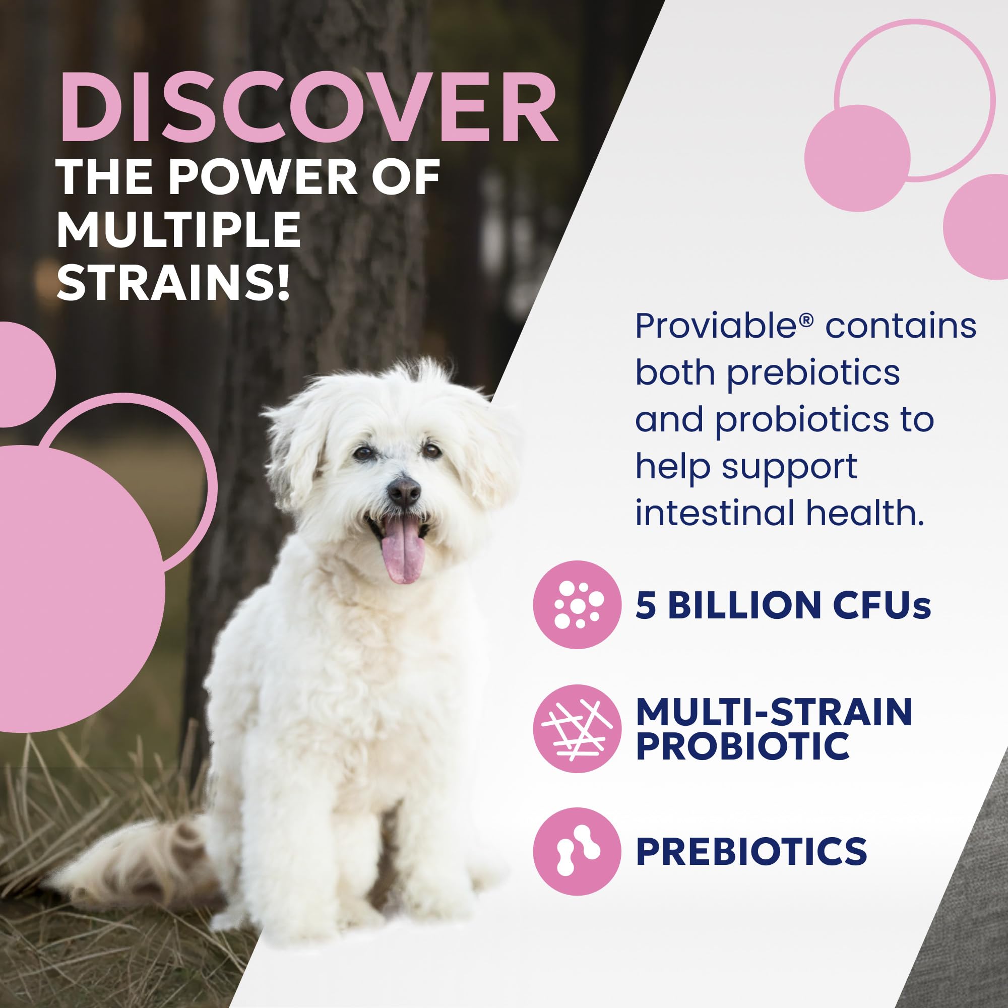 Nutramax Proviable Probiotics + Prebiotics for Dogs, Chewable Tablets, 60ct — Amazon image 3