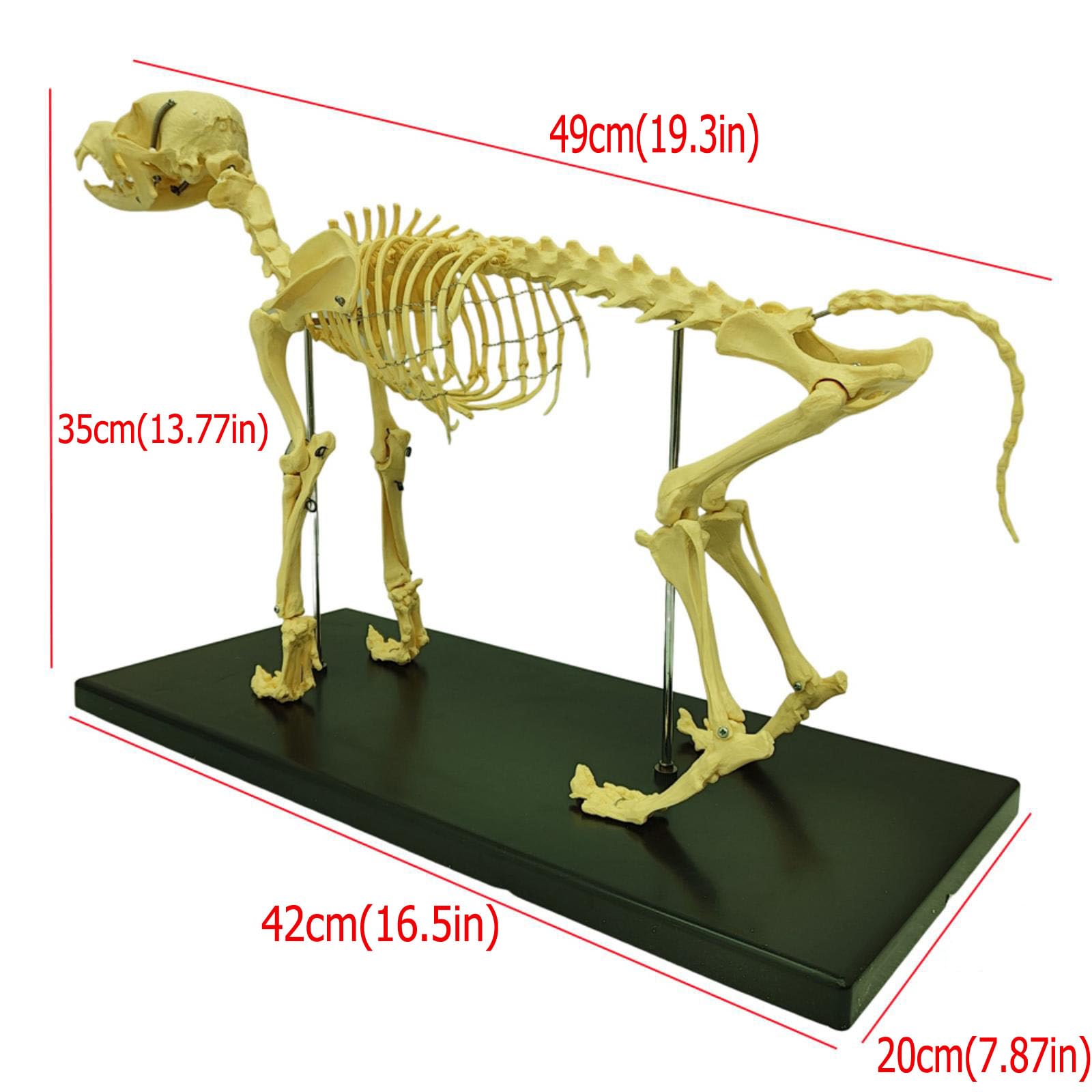 BEILOCKERY PVC Canine Skeleton Model Standard Size, Dog Bone Model with Base, Animal Medicine Teaching Aids, for Pet Hospitals, Schools, Personal Collections, etc