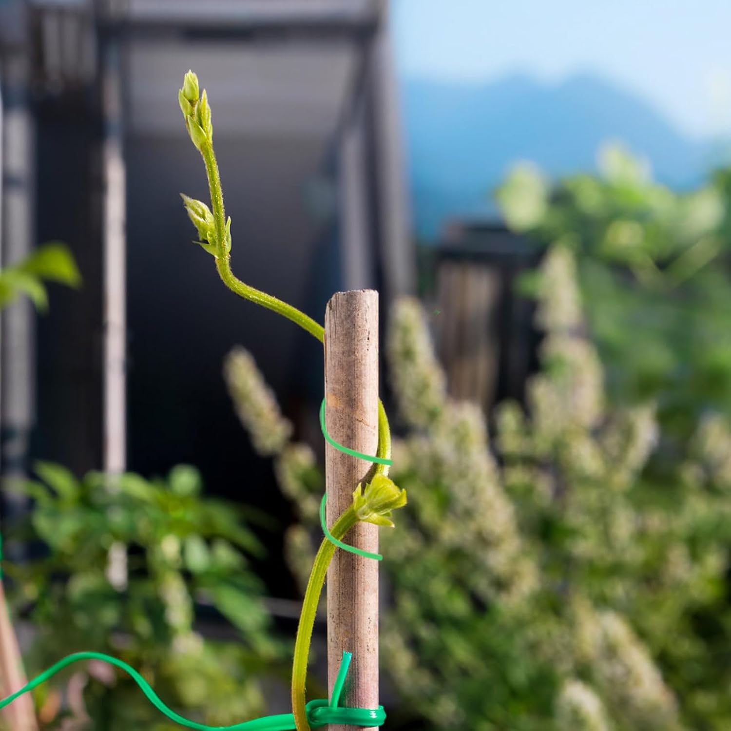 4 Rolls 50m Green Plastic Coated Iron Wire Garden Plant Ties for Supporting Climbing Plants and Bonsai Landscaping Wire Twine for Outdoor Gardening