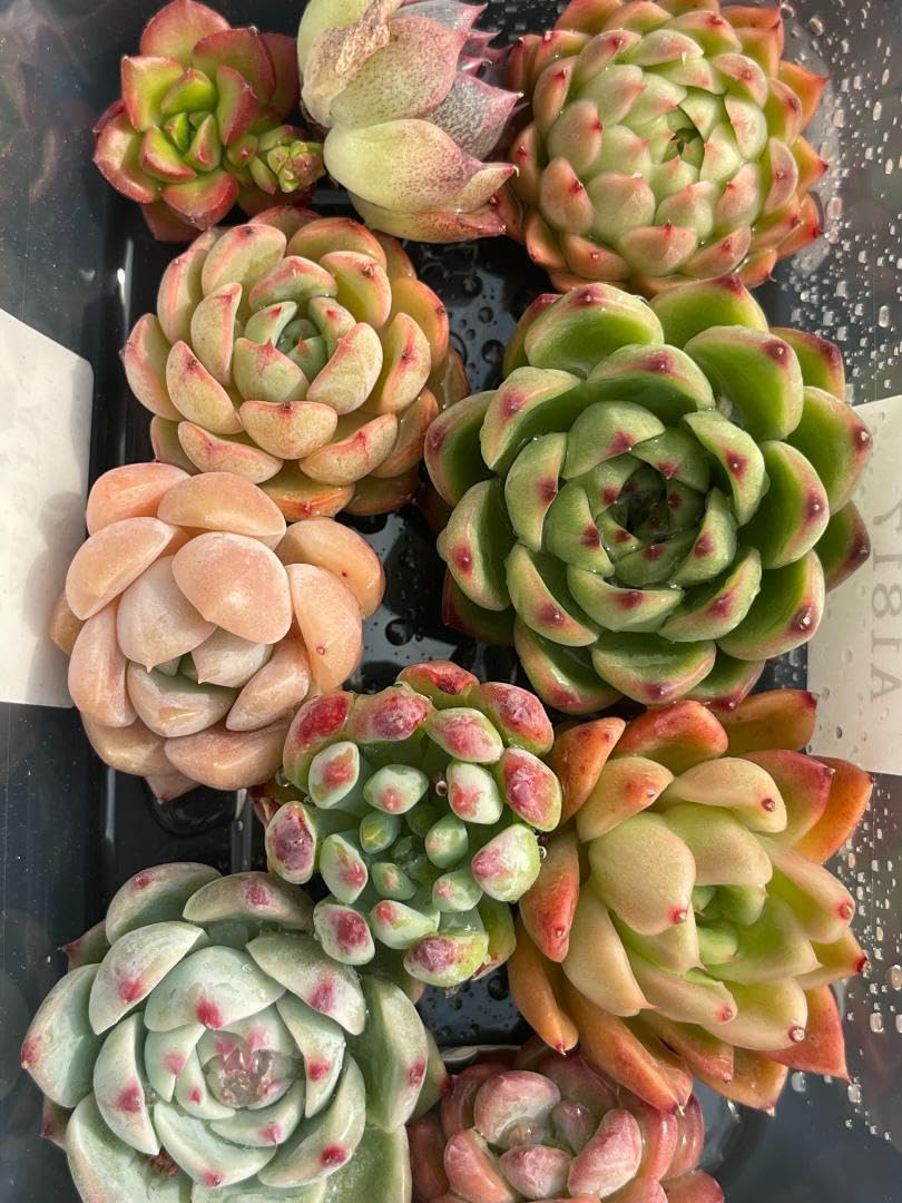 斑入りベビーサンローズ カット苗 6~8本 多肉植物 【公式通販】