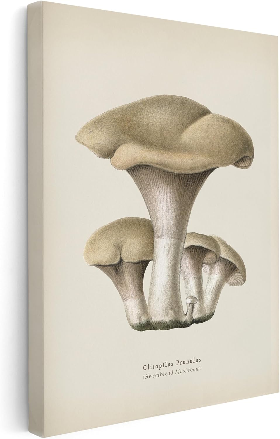 Poster Master Clitopilus Prunulus Canvas - Sweetbread Mushroom Print - Botanical Forest Art - Housewarming Gift - Minimal Art - Great Bedroom or Living Room Wall Decor - 8x10 STRETCHED Canvas