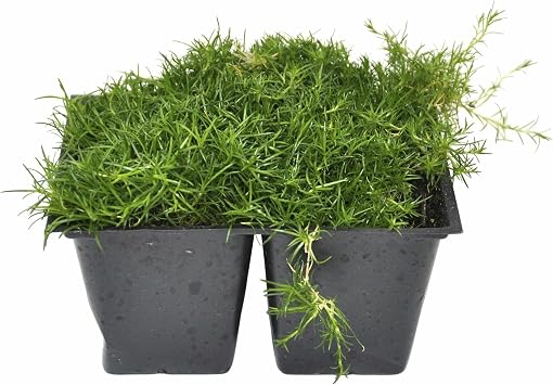 Sagina subulata, Irish Moss, Pearlwort, Ground Cover, Cnt Sz 4pk