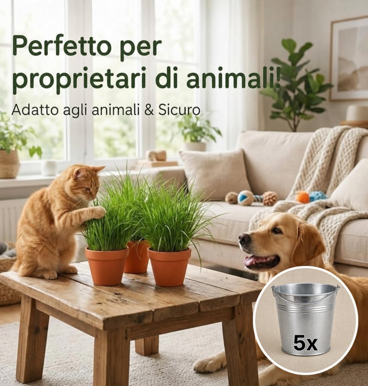 Pflanze Plus | Erba gatta (Cyperus zumula) | Lotto da 5 piante con vaso in zinco | Pianta da interno facile da curare