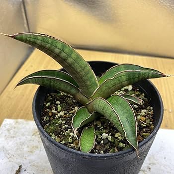 Amazon.co.jp: サンスベリア プフィステリー 多肉植物 サンセベリア