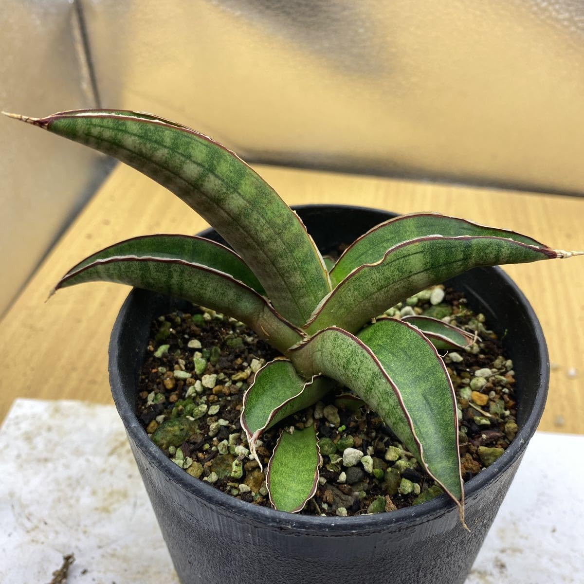Amazon.co.jp: サンスベリア プフィステリー 多肉植物
