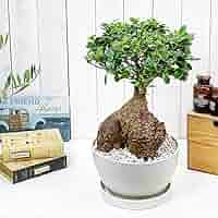 ガジュマル　大株　10号 観葉植物 大型 ガジュマル 10号 朴 鉢カバー | 移転祝い 開店