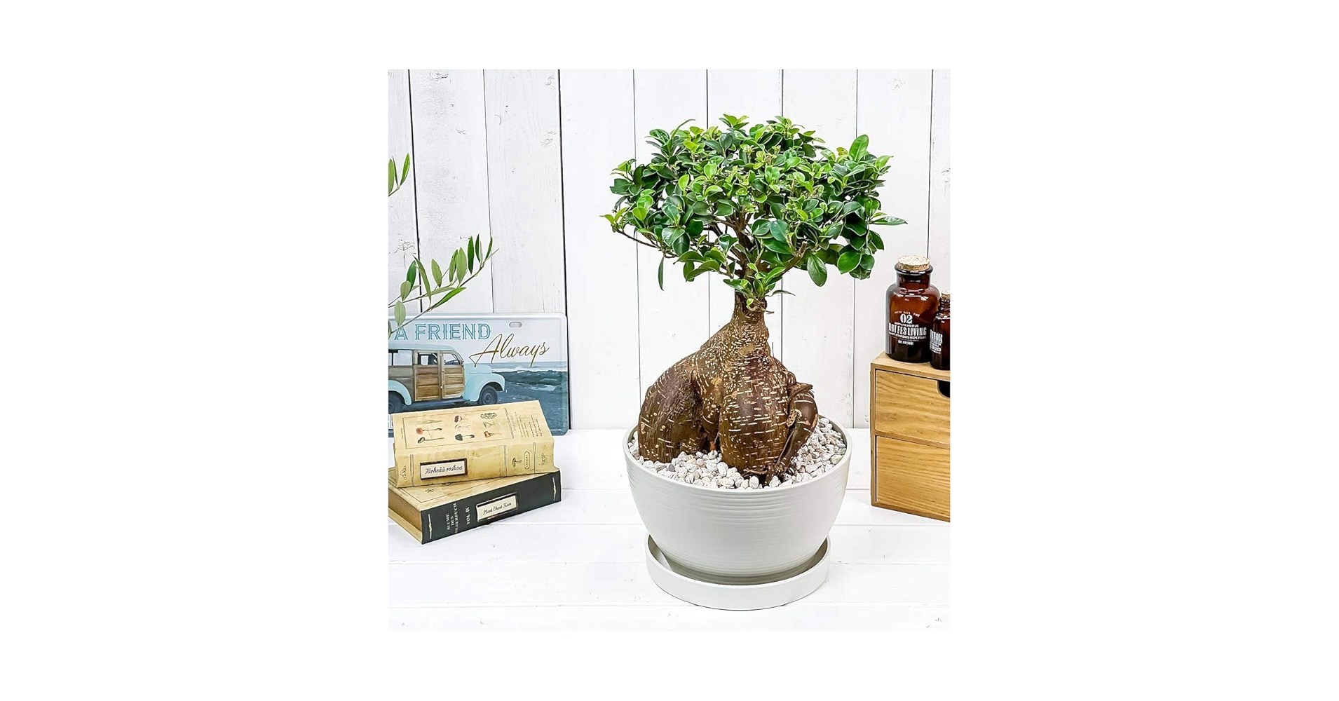 Amazon.co.jp: PLANCHU 観葉植物 ガジュマル 太幹大株 8号平鉢