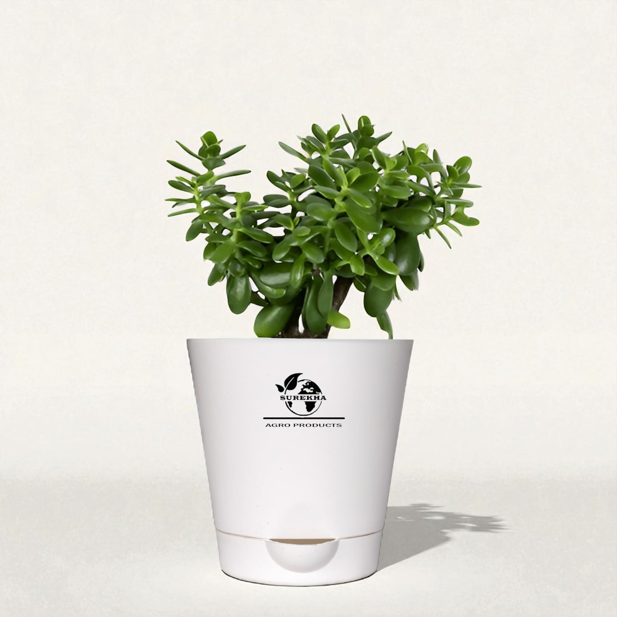 Surekha Crassula Mini Jade Plant in Pot – 9–11 Inch Live Succulent for Home & Office Décor | Feng Shui Good Luck Plant | Low-Maintenance, Drought-Tolerant, Self-Watering Pot (AquaNest)-image-17