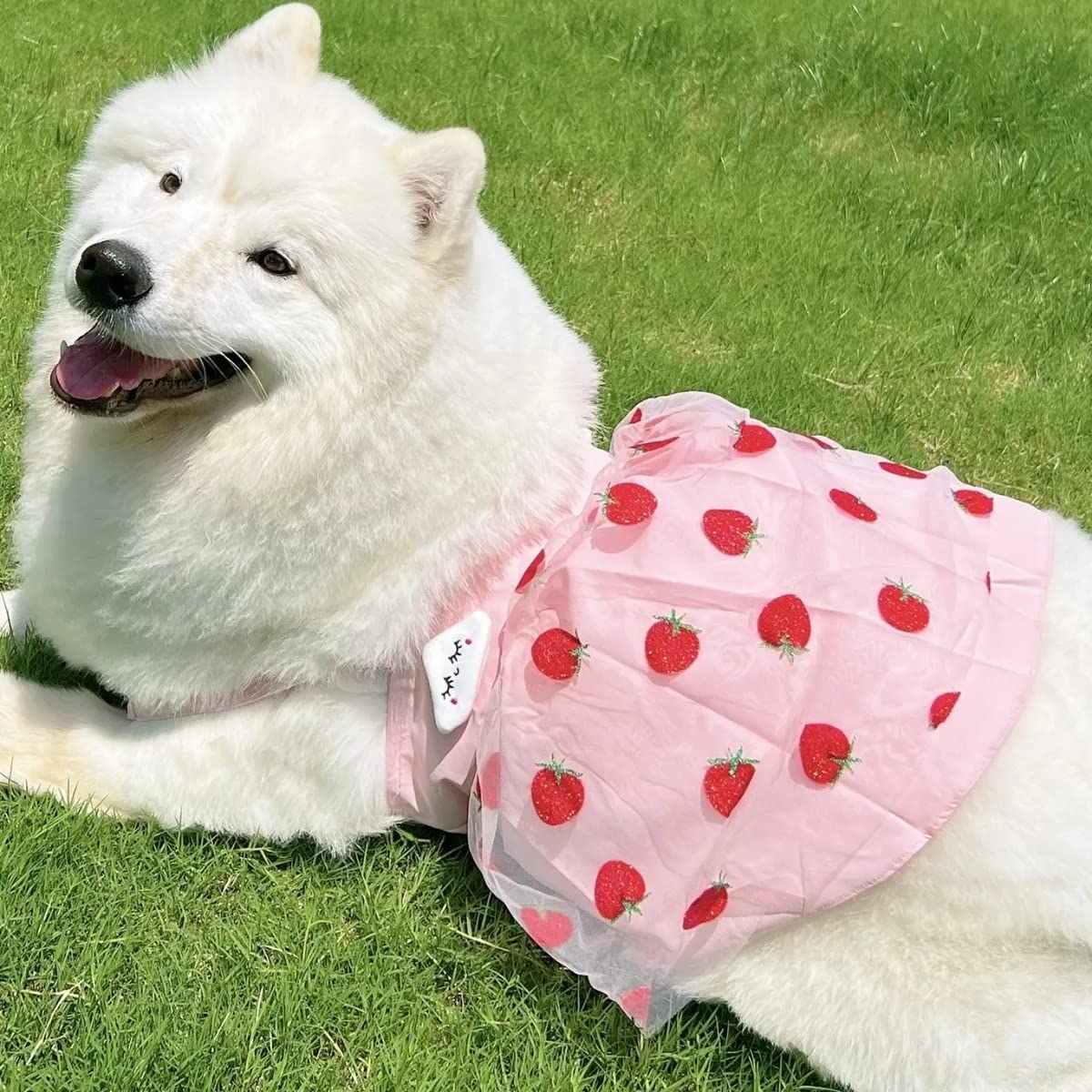 Amazon | ISUPY 犬服 ワンピース 春夏 お姫様 スカート ドレス ペット