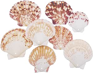 Coquillages Artisanat - Cônes Capitaine, 2 à 2 3/4 Pouces, Salty Pelican, SS-66