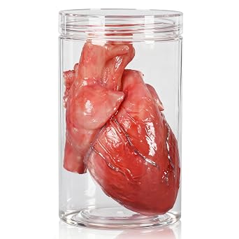Realistic Human Heart Model, Silicone Fake Heart | Life-size silicone form, soft flexible texture, vein details, for Halloween, movie sets or display