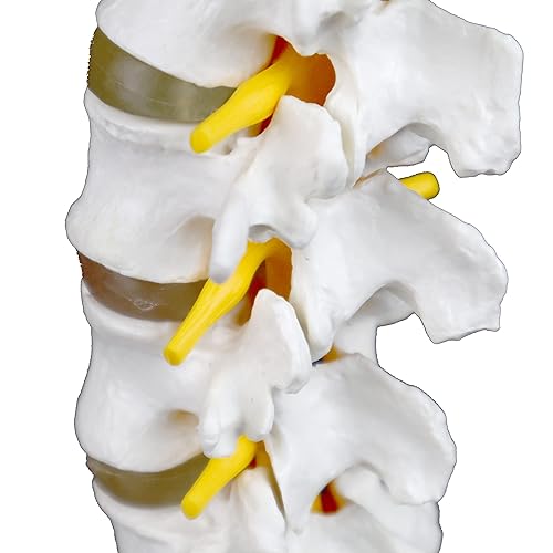 Miniatura 7 de Vision Scientific Columna vertebral lumbar articulada de grado médico VAV262  Cuenta con 5 lumbaresvértebras con discos intervertebrales, nervios