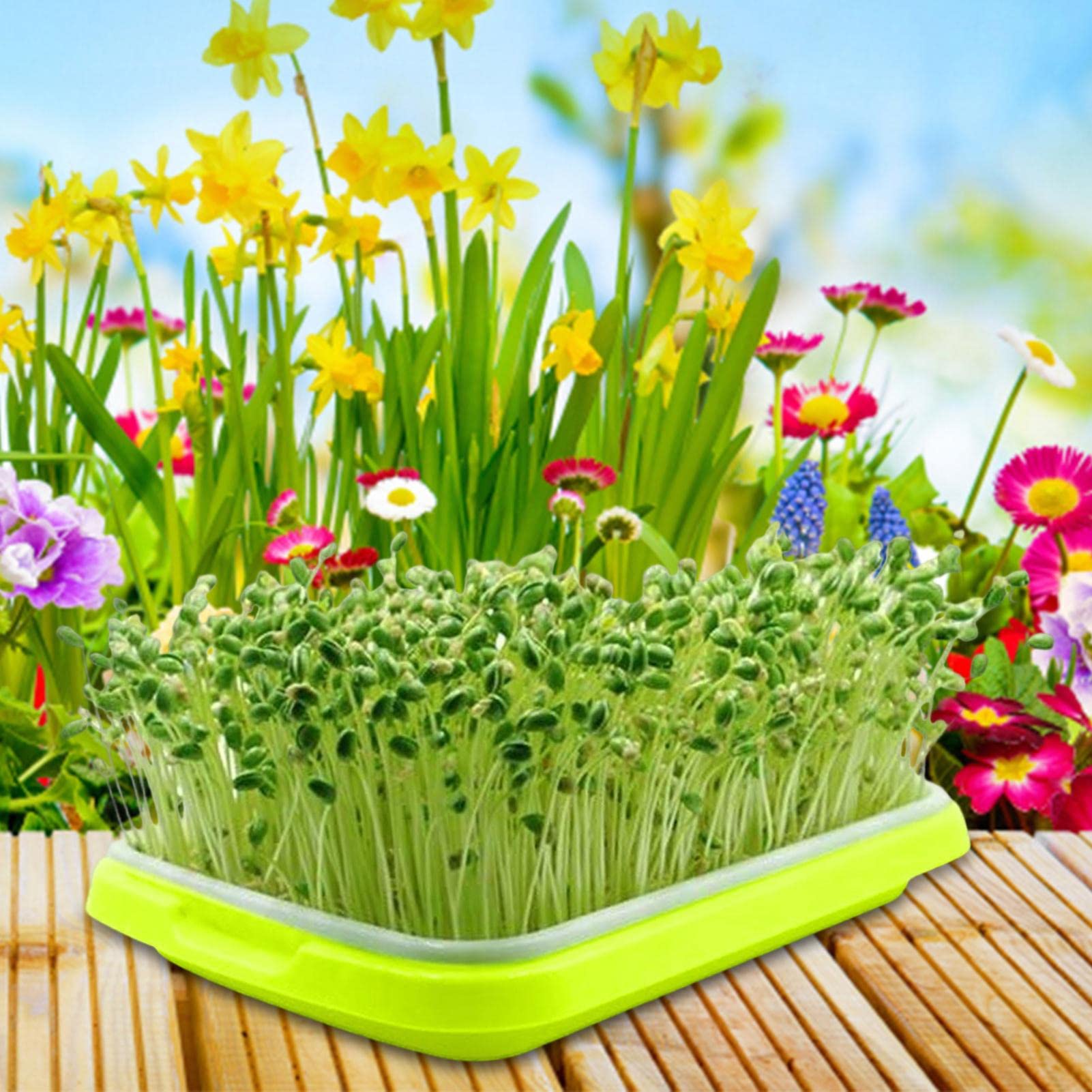 Plateau De Germination De Graines à Deux Niveaux 35 * 25 * 5cm Panier