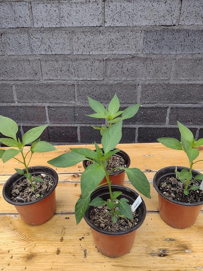 Image of Green mirchi live plant Hybrid All Seasons Chilli Plant Organic Desi Hybrid Live Real Vegetable Organic Green Chilli Plant For Home Garden pack with pot (CHILLI PLANT)