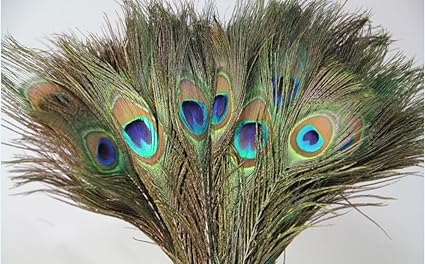 Maharaj Creation Peacock Mor Pankh/Peacock Original Feathers/Peacock Tails Natural and Real in (Full Length) (15)