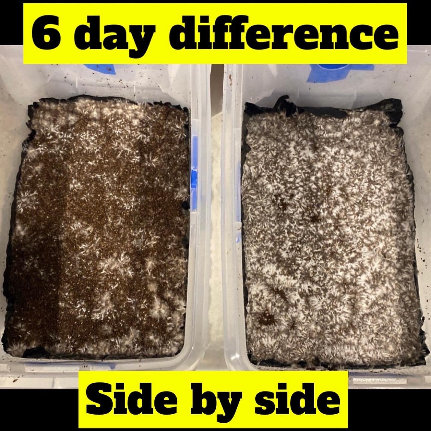 DRMyc.com - MGP Pure - Growth Promoter for Mushrooms. Our Substrate Probiotic Increases Colonization Speed, Fruiting Size + Faster Flushes - (10 Grams)