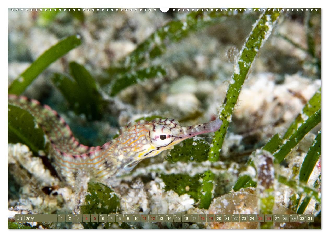 Tauchen, Fische und Meer (hochwertiger Premium Wandkalender 2026 DIN A2 quer), Kunstdruck in Hochglanz: Unterwasserimpressionen