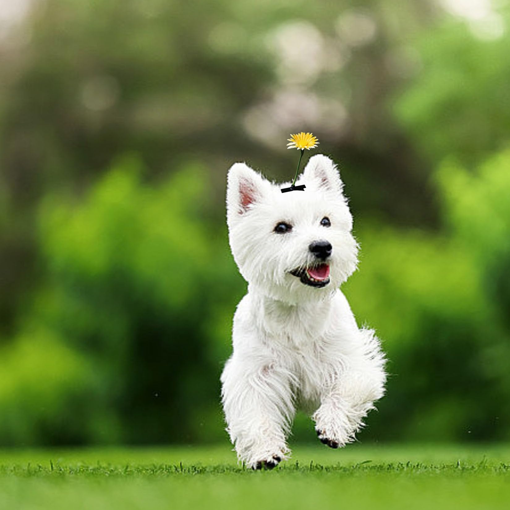 Amazon | 犬 猫 髪飾りアクセサリー 6pc犬用 ヘアクリップ ヘアピン