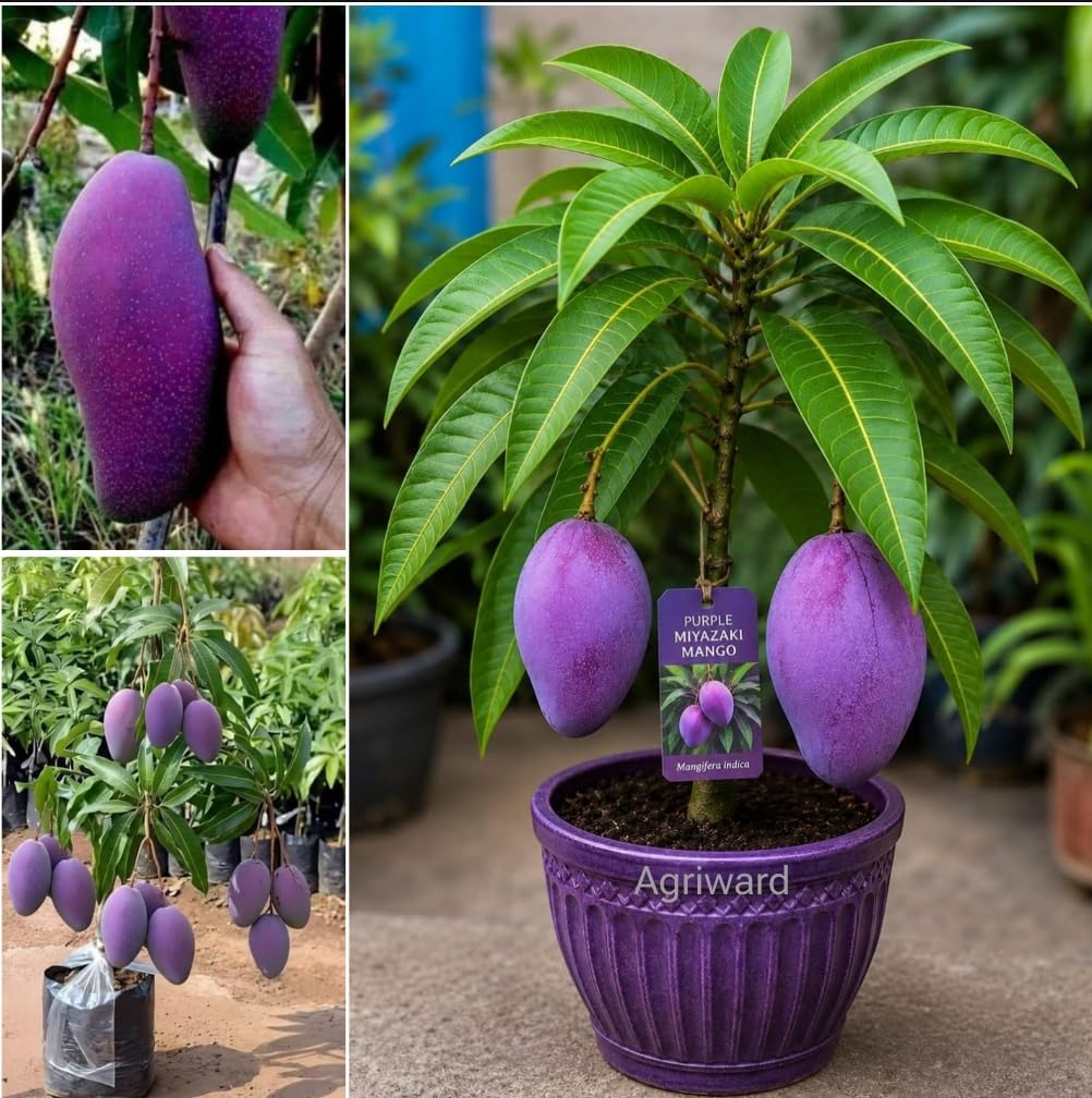 Purple Miyazaki Mango Plant Original - One Healthy Live Grafted Plant,Japanese Verified Quality Fruit After 1 Year,-picture-12