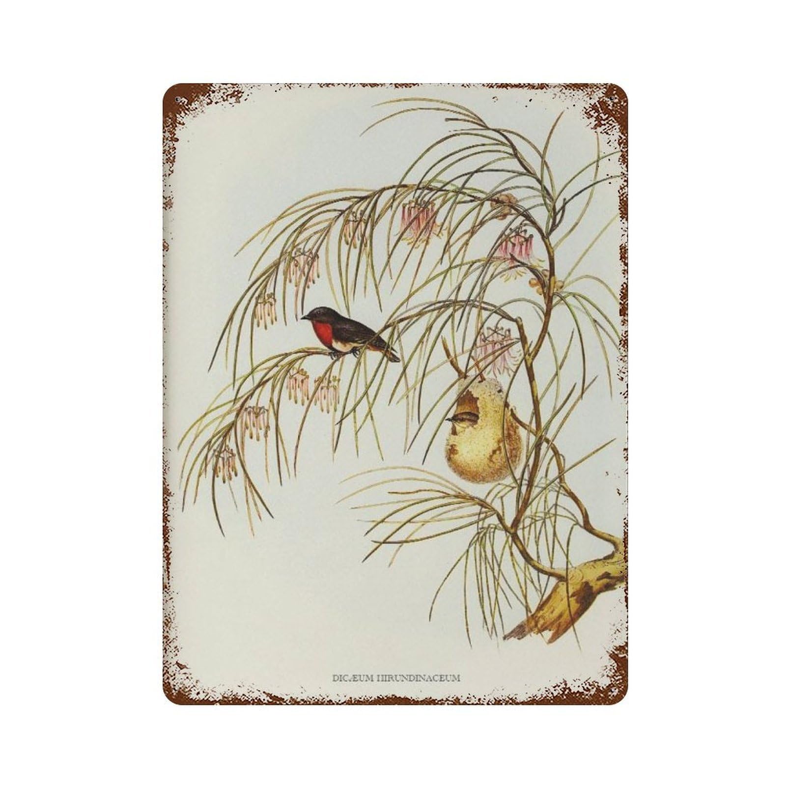 xiaoxiaoshen Vintage Song Bird Illustration Farmhouse Decor Wall Decor Art Metal Tin Poster Modern Home Decor Art Home Bar Shop Decorations Vintage Sign 40x30cm